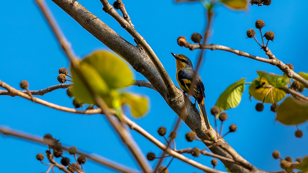 Orange Minivet